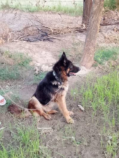 pure germen shepherd