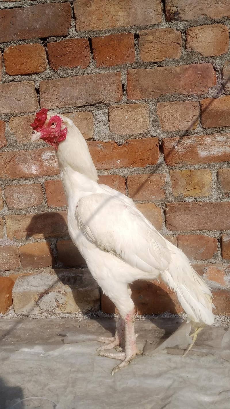 Heera patha 0