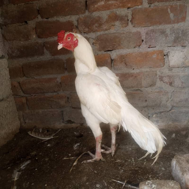 Heera patha 1