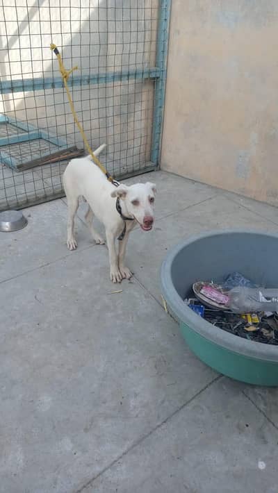 dog for sell