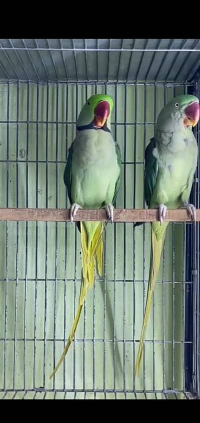 Raw pair breader/plumhead breader female sale Wtp 03241858868