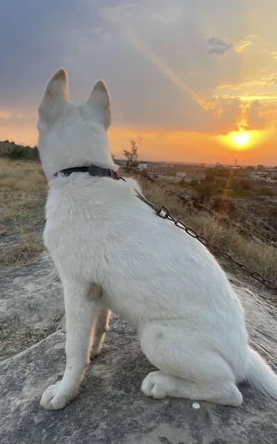 Siberian husky