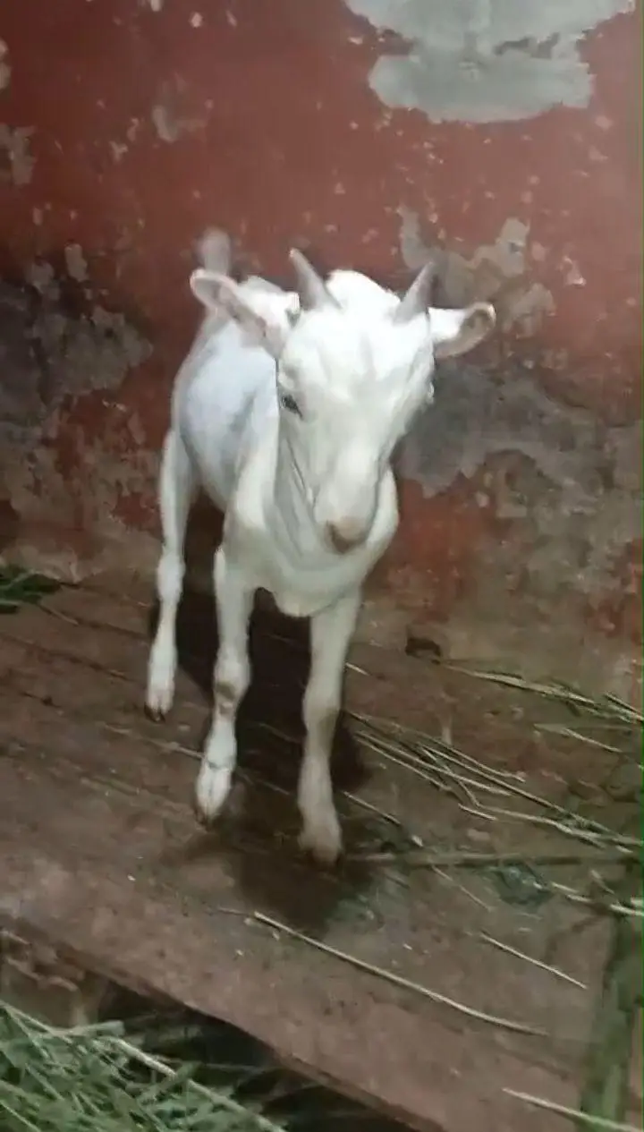 teeda male