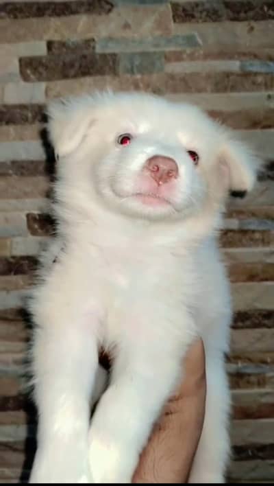 Pink Nose Zero Size Rushion Puppy