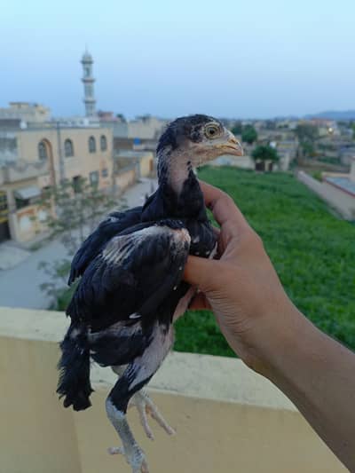Pure lasani chicks  for sale per piece 3200 WHATSAPP 03405400323