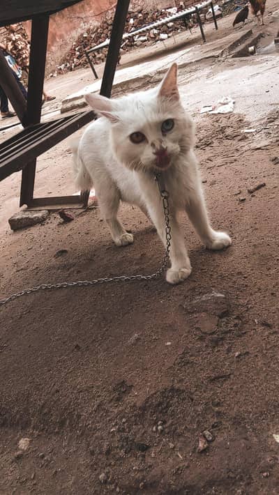 Russian cat