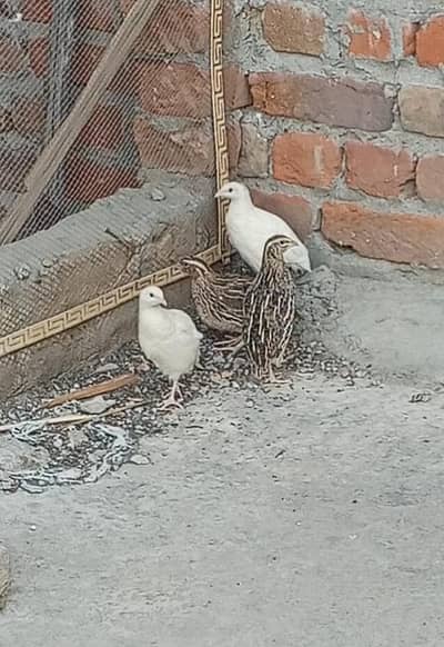 white quail pair breeder