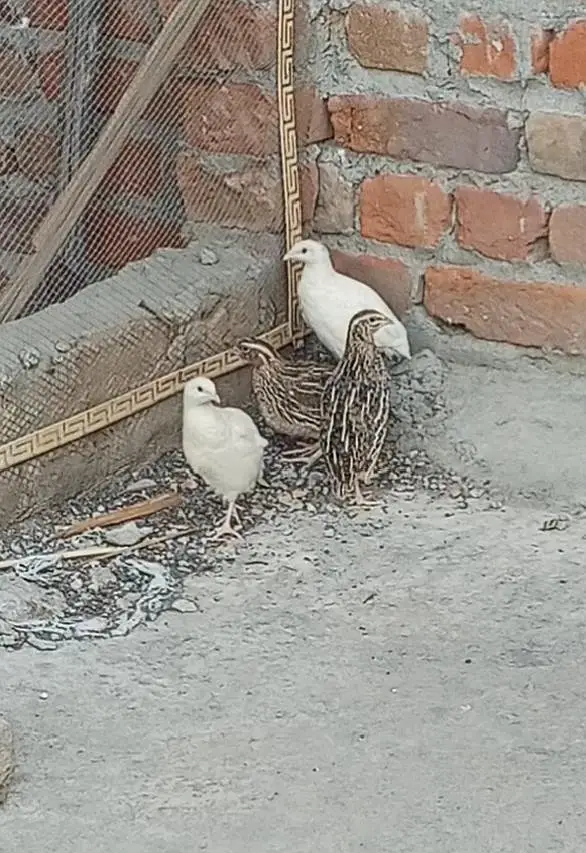 white quail pair breeder