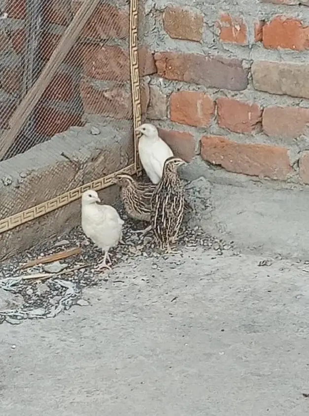 white quail pair breeder — photo 2