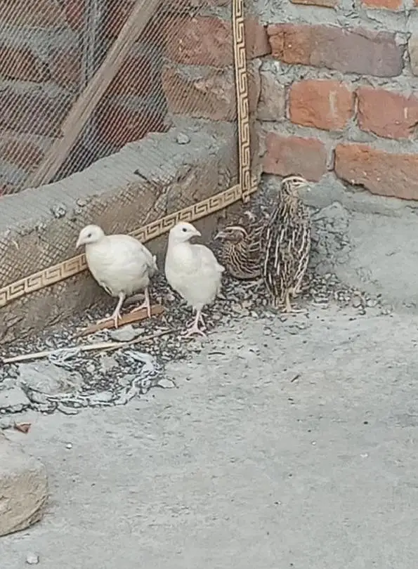 white quail pair breeder — photo 3