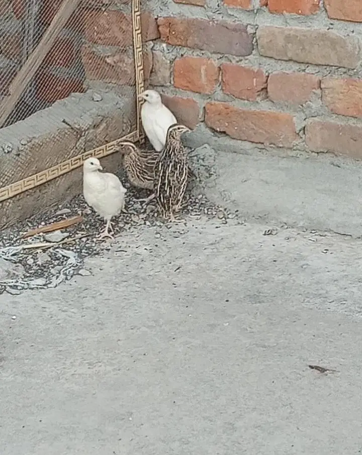 white quail pair breeder — photo 4
