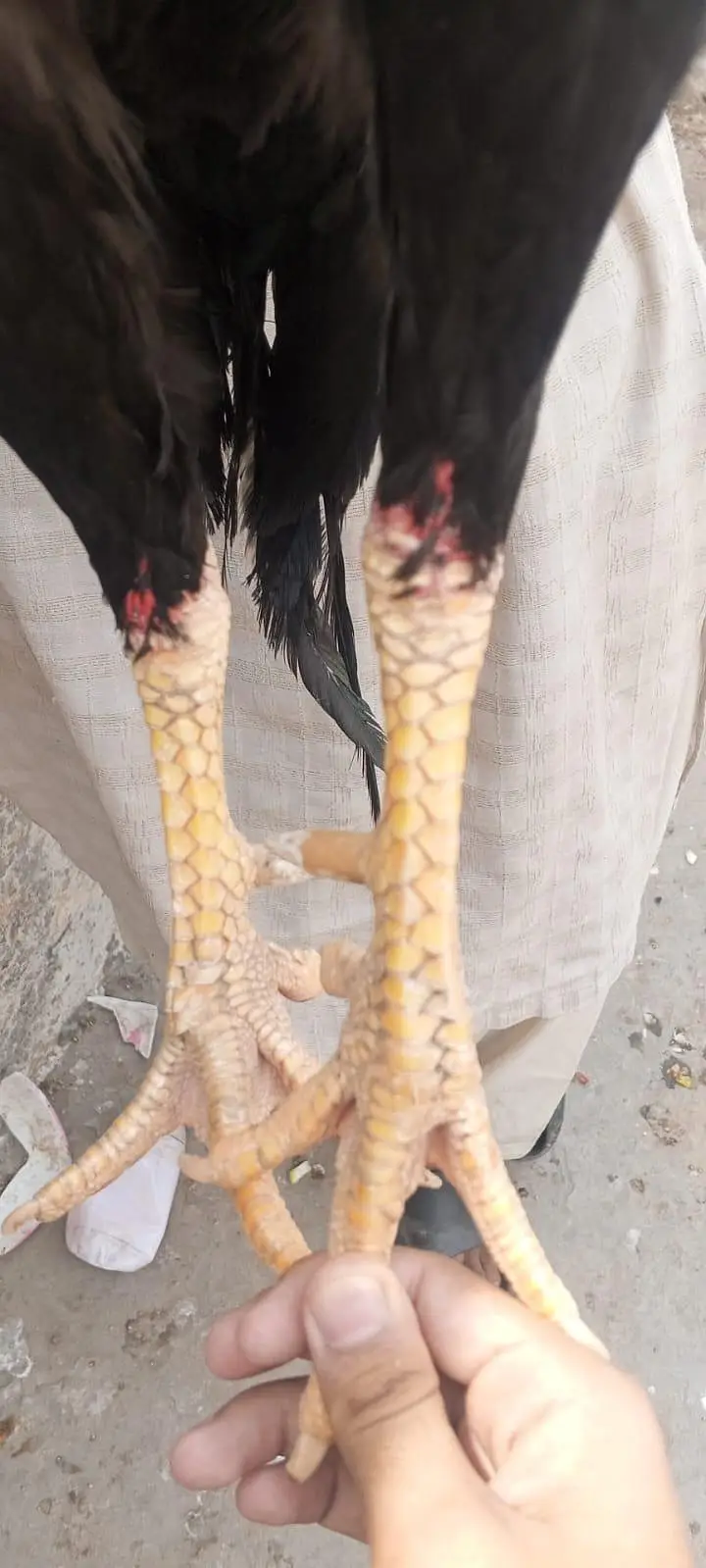 مرغا اصیل بہت ہی شاندار ہے — photo 2