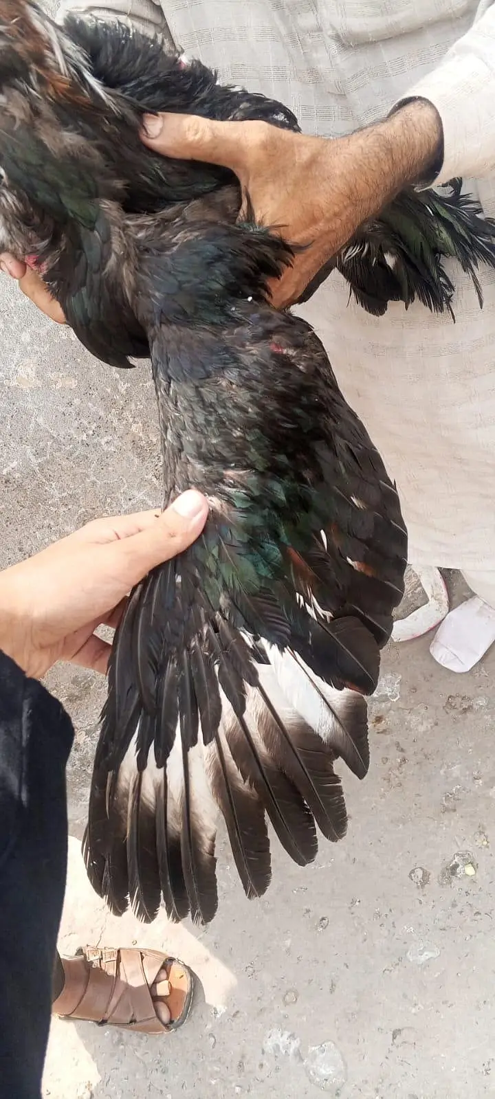 مرغا اصیل بہت ہی شاندار ہے — photo 3