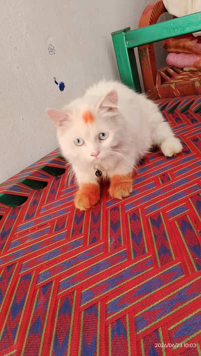 Pure Persian kittens triple coat white color