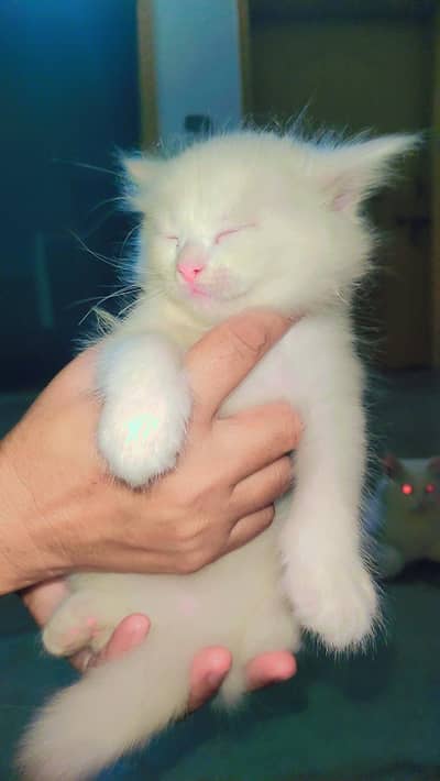 cat argant sal krne hai 5 kitten