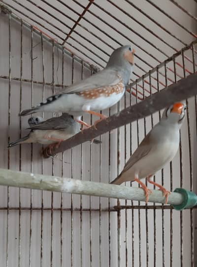 Finches for Sale