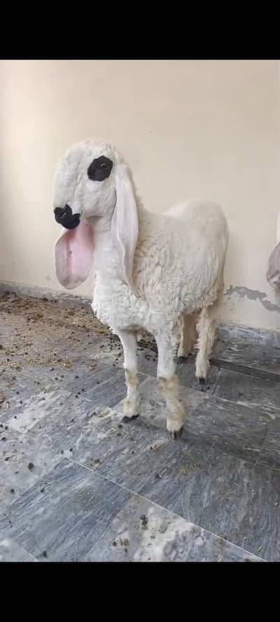 2 Chatray For Sale Kajlay Sargodha Breed