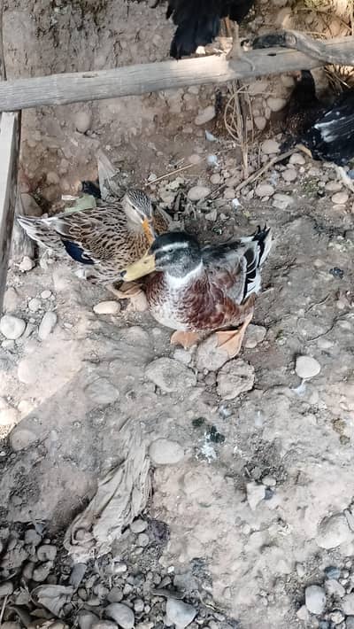 Ducks for sale