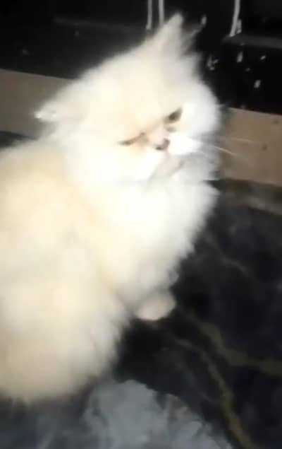 Persian cat extreme punch face extra thick fur high quality