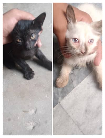 2 cats argent sale