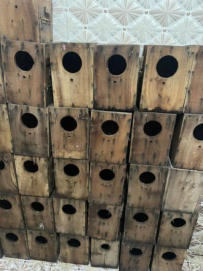 bird box