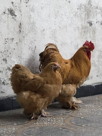 Golden Buff pair (jorha)
