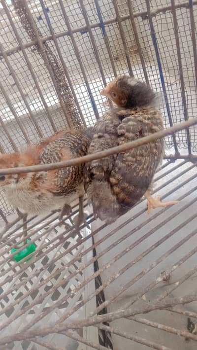 chicks for sale ( golden misri ) healthy and best conditions