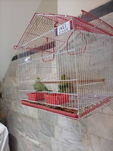 Green color  One pair in parrots