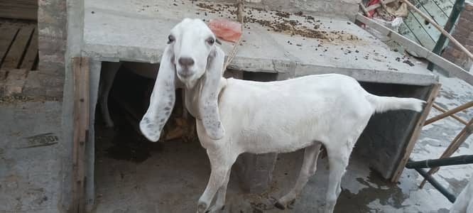 Gaban ha par Khali kar k doun ga Baki apka naseeb