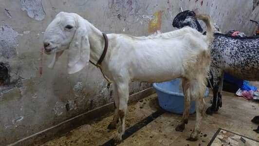 Rajanpuri Bakri