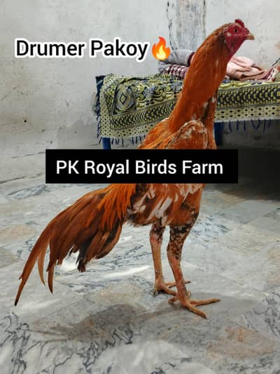 Fertile Eggs Thai Panus Thai Pakoy Thai Drumer Thai Aseel Eggs