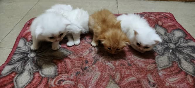 4 Persian Cat Baby