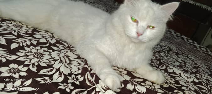 urgent sale Persian cat 