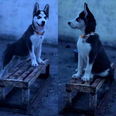 9 week Old Siberian Husky