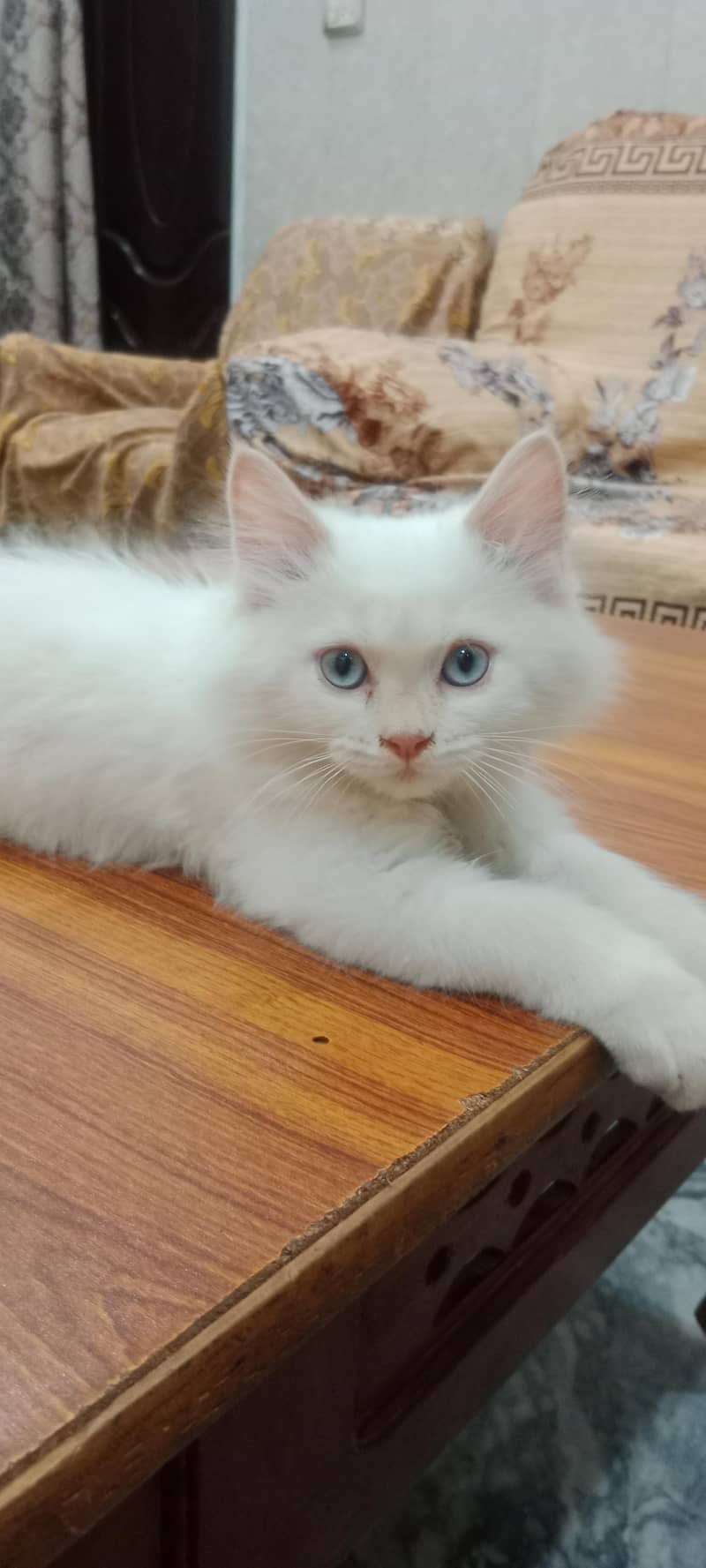 Robin Male Persian white Cat 0