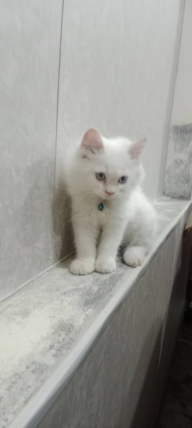 Robin Male Persian white Cat 1