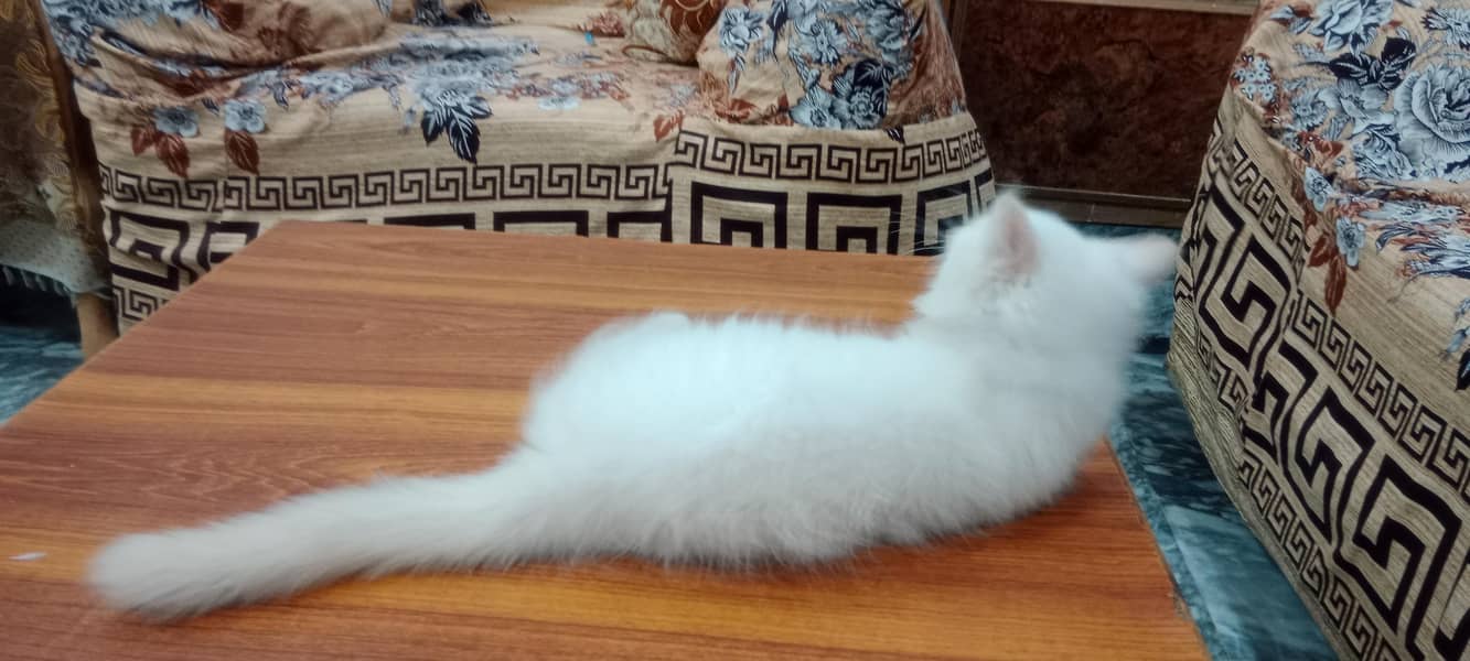 Robin Male Persian white Cat 2