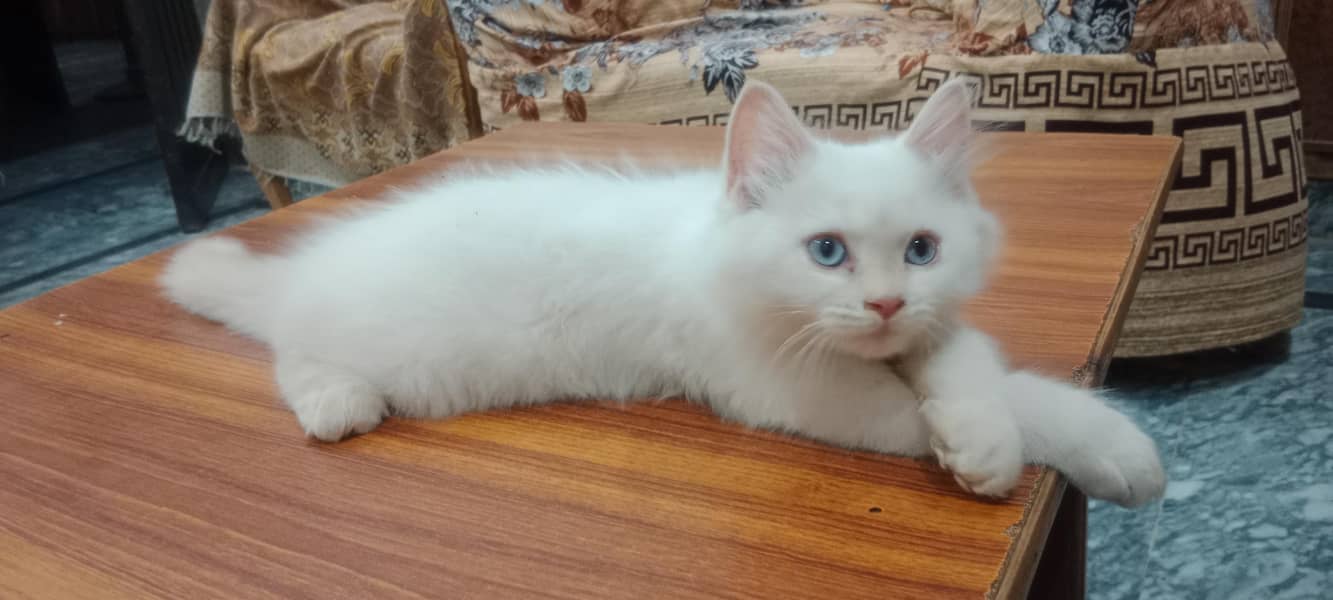 Robin Male Persian white Cat 3