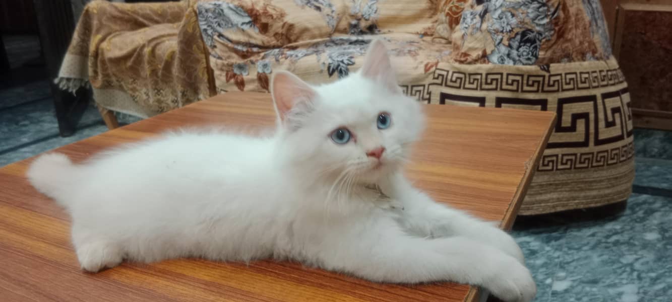 Robin Male Persian white Cat 4