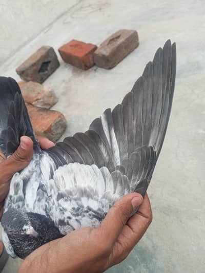 Teddy pigeons