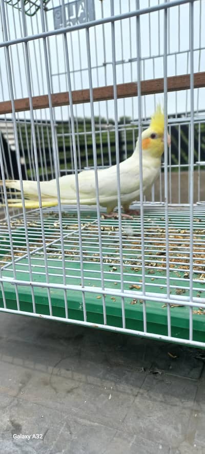 beautiful cocktail and love bird for sale