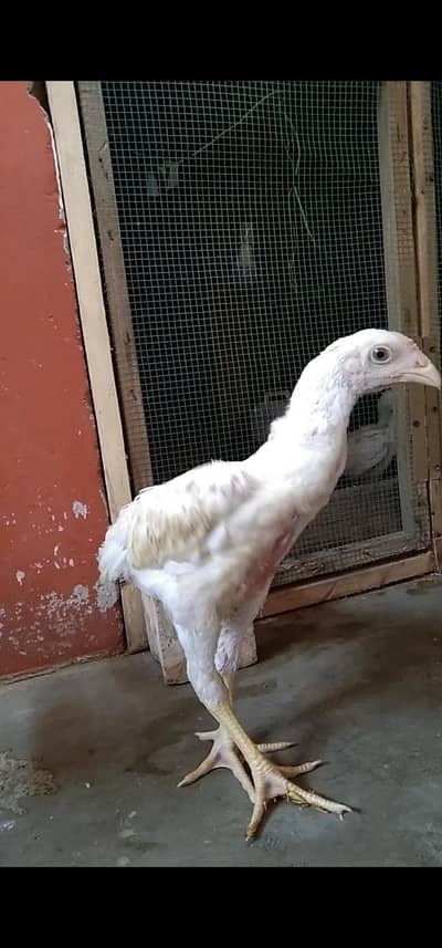 Pure Shamo Chicks Heavy Size (4.5 Months, 3.5 Months & 50 Days)