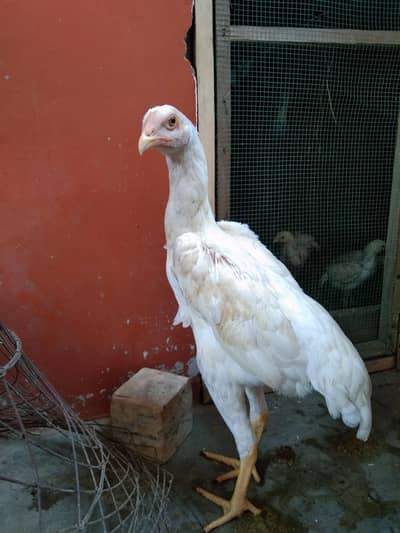 Pure Shamo Chicks Heavy Size (4.5 Months, 3.5 Months & 50 Days)