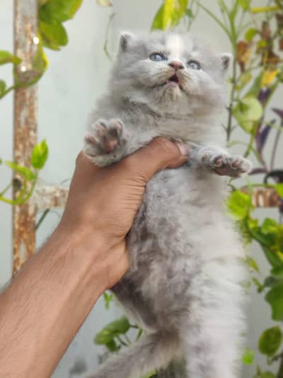mix breed Persian + British short hair