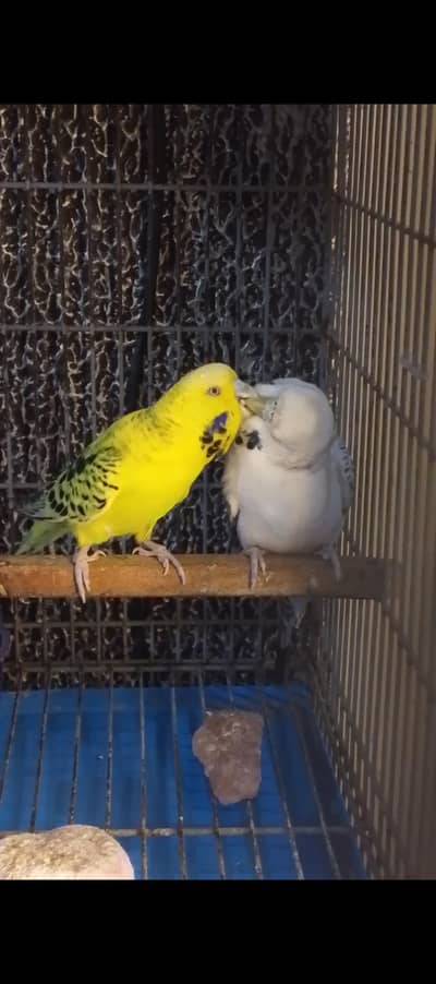nice Bird