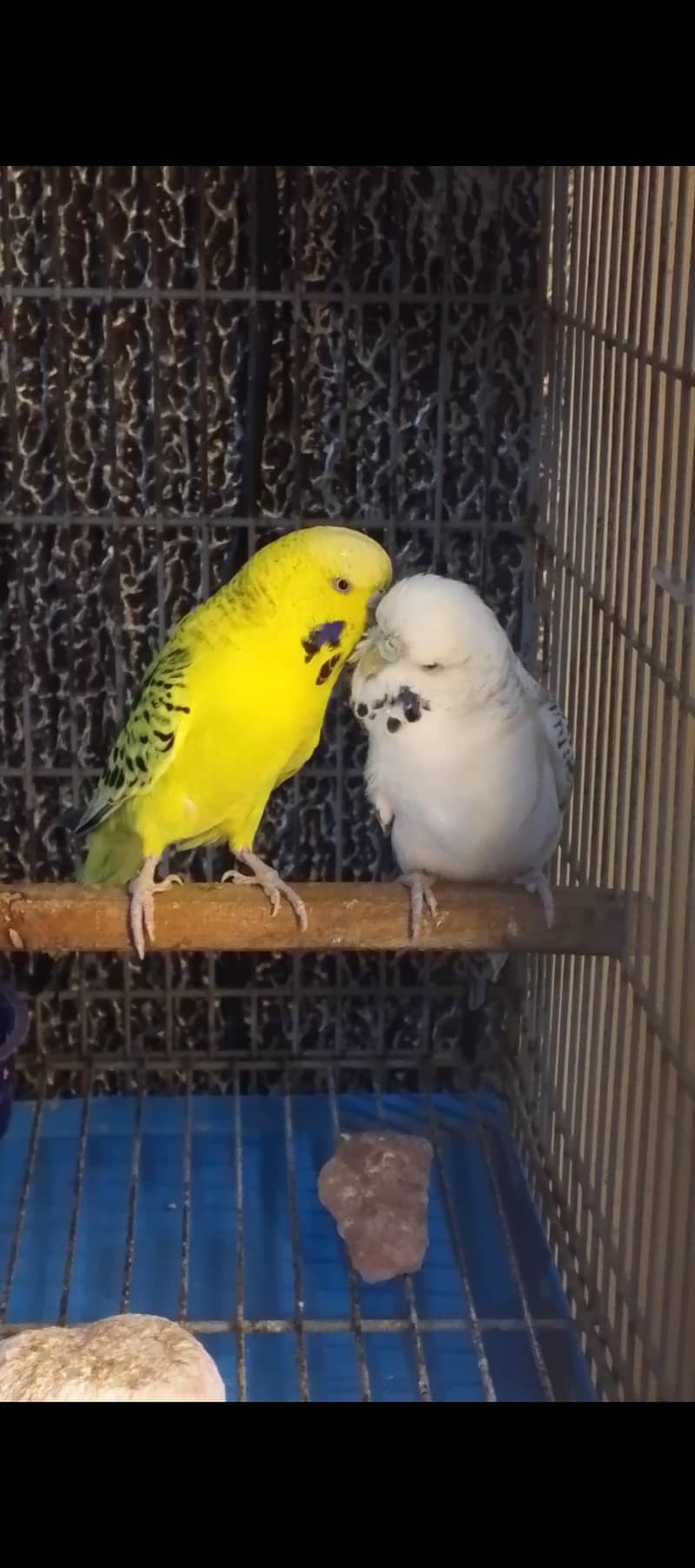 nice Bird 1