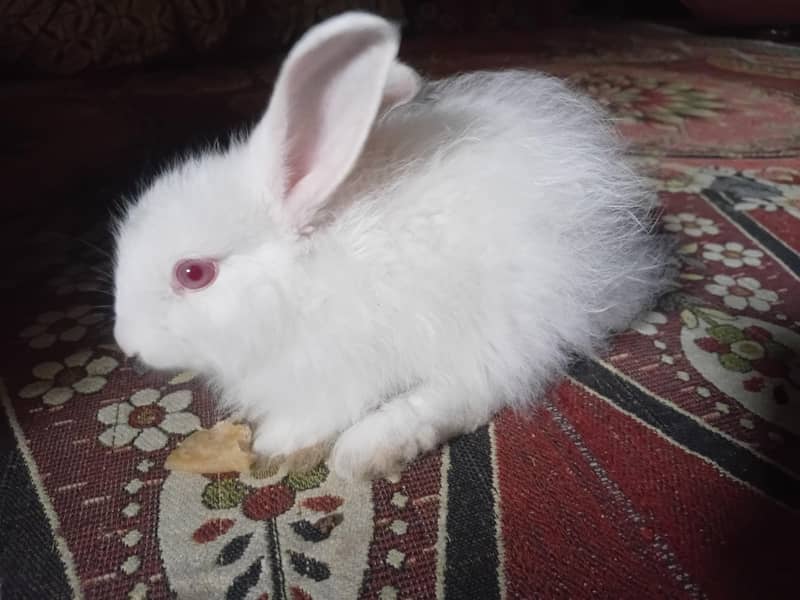 rabbit 0