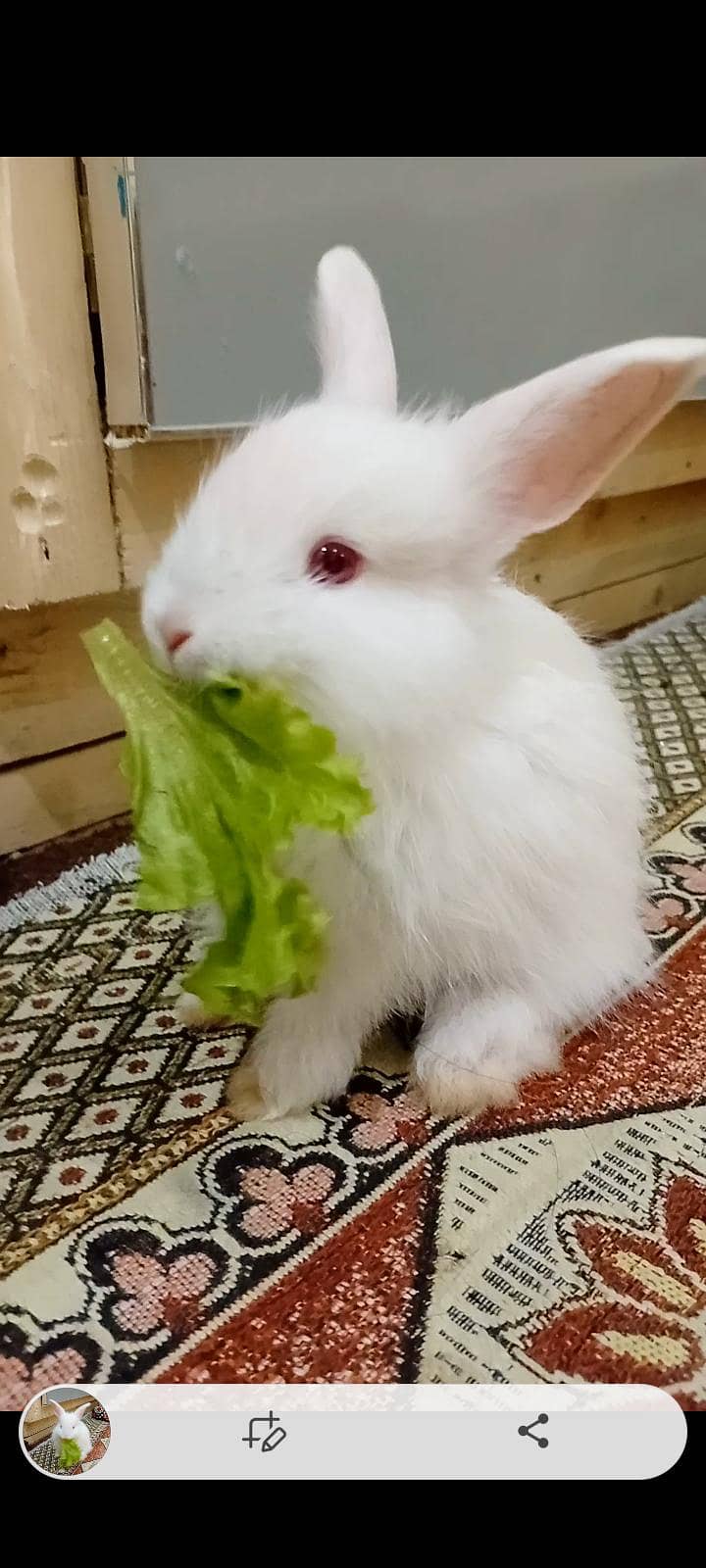 rabbit 1