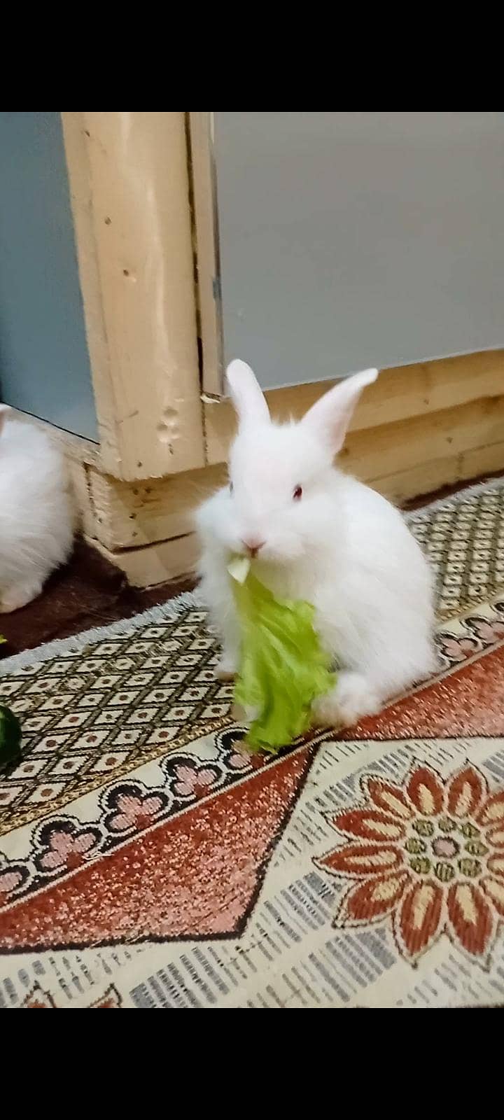 rabbit 2