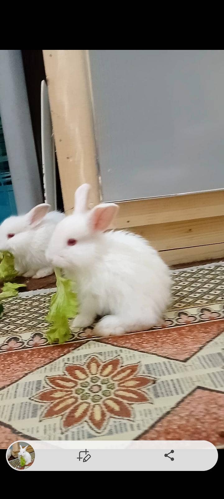 rabbit 3